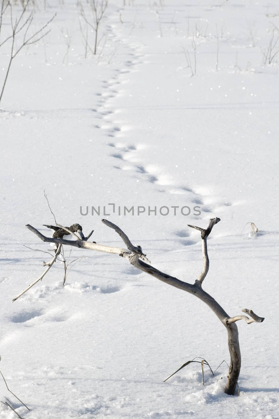 Branch on snow. by SURZ