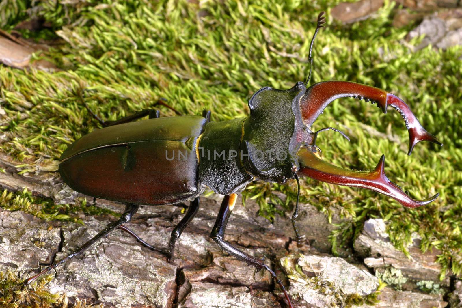 Stag beetle by camerziga