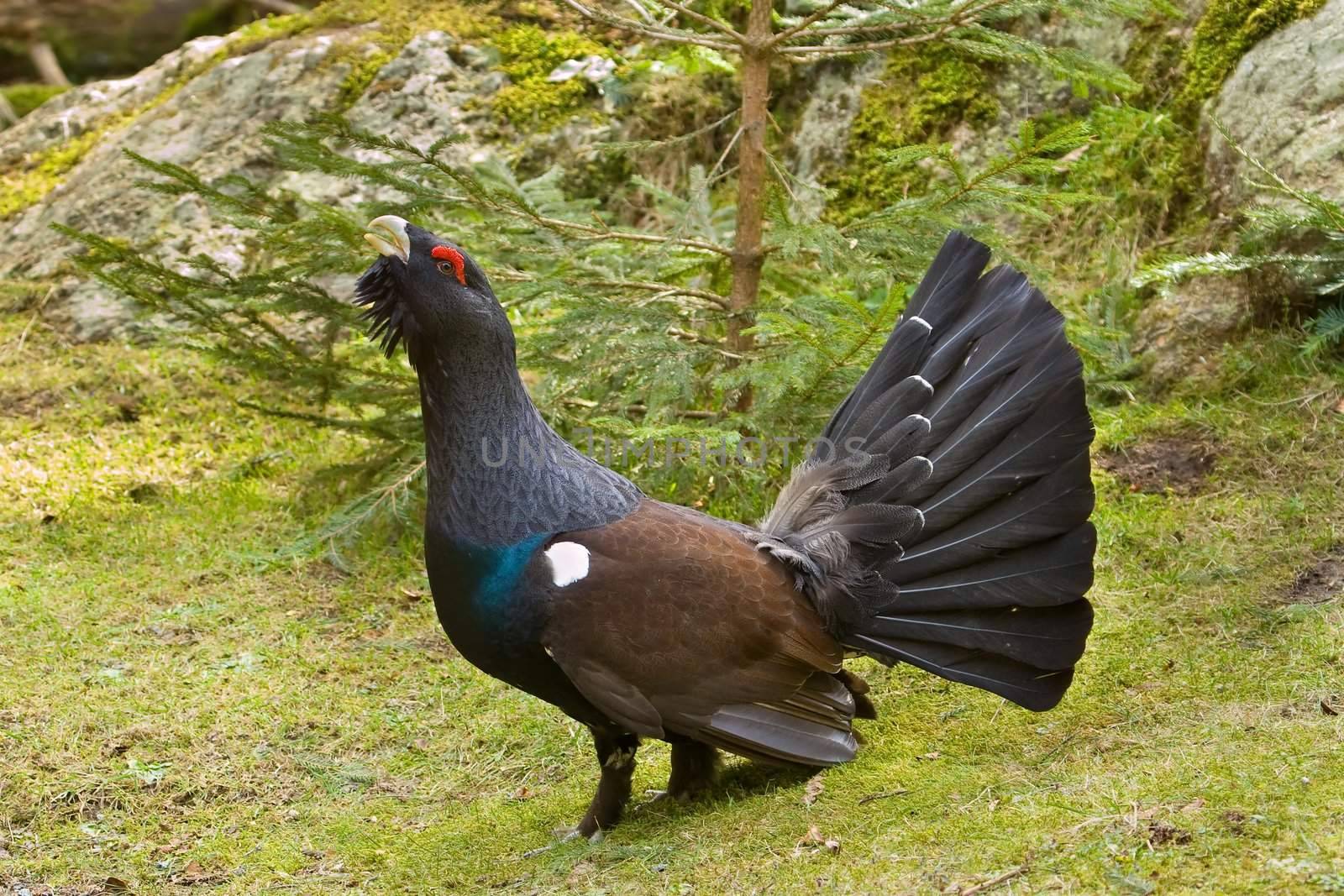 Wood Grouse - Tetrao urogallus by camerziga