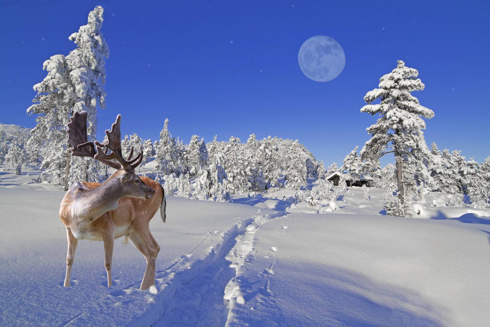 A reindeer is waiting for Santa at the North Pole