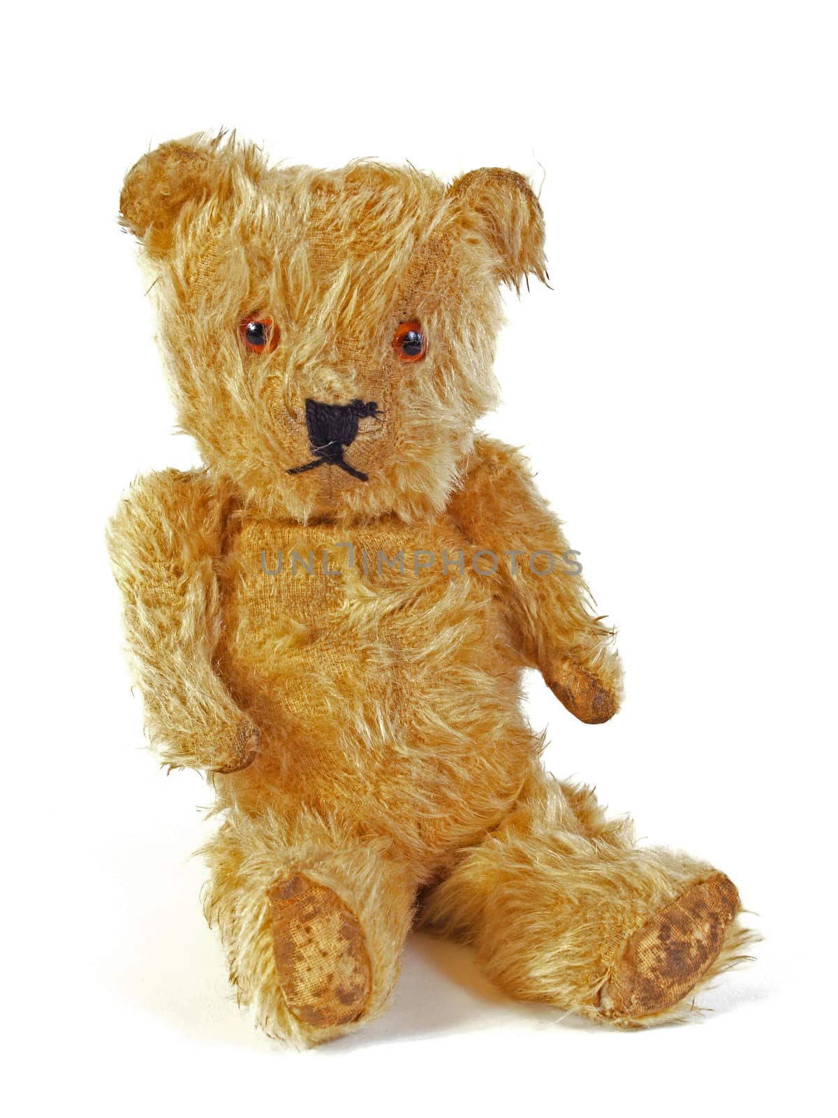 Teddy Bear on a plain white background.