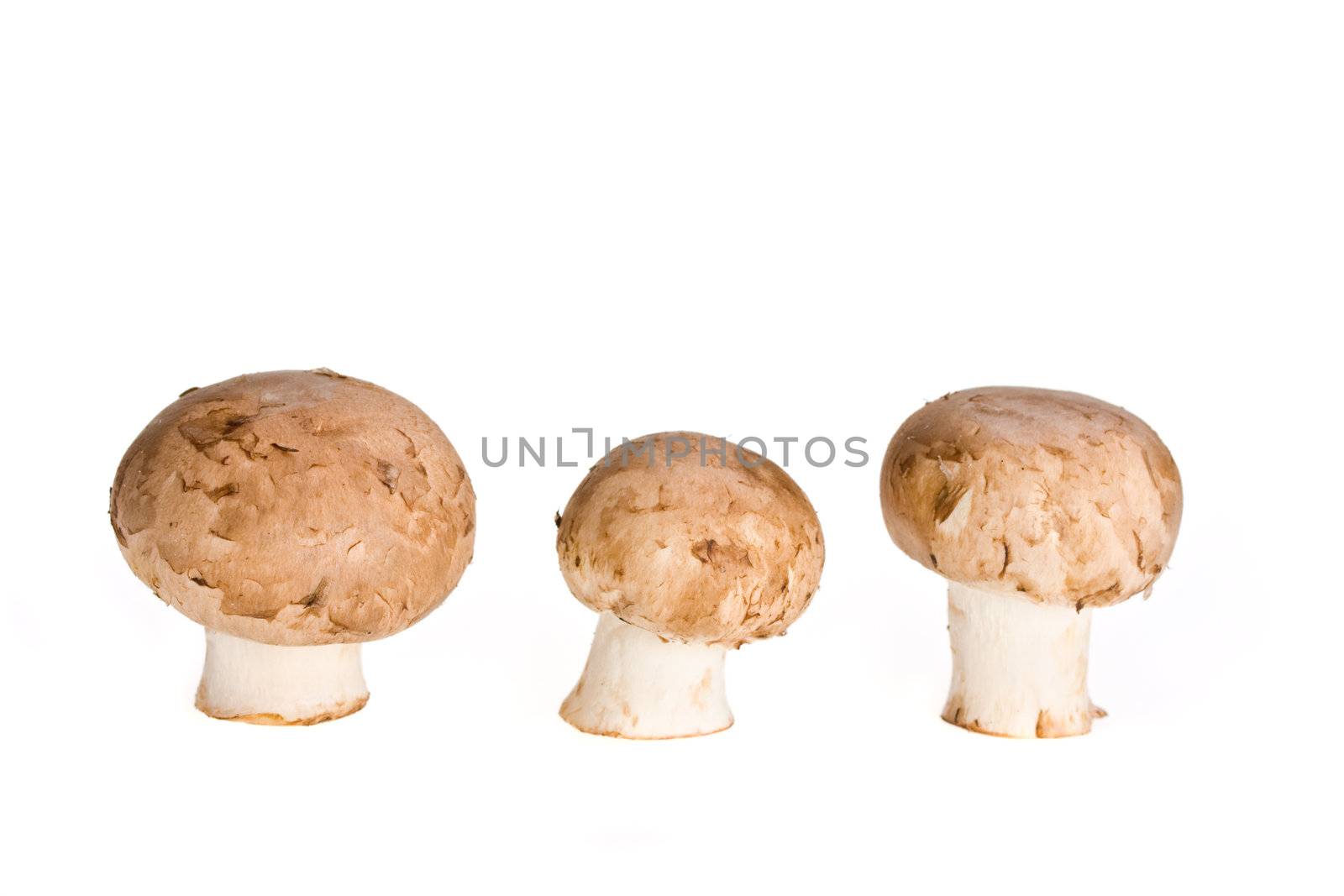 group of mushrooms isolated on white background by bernjuer