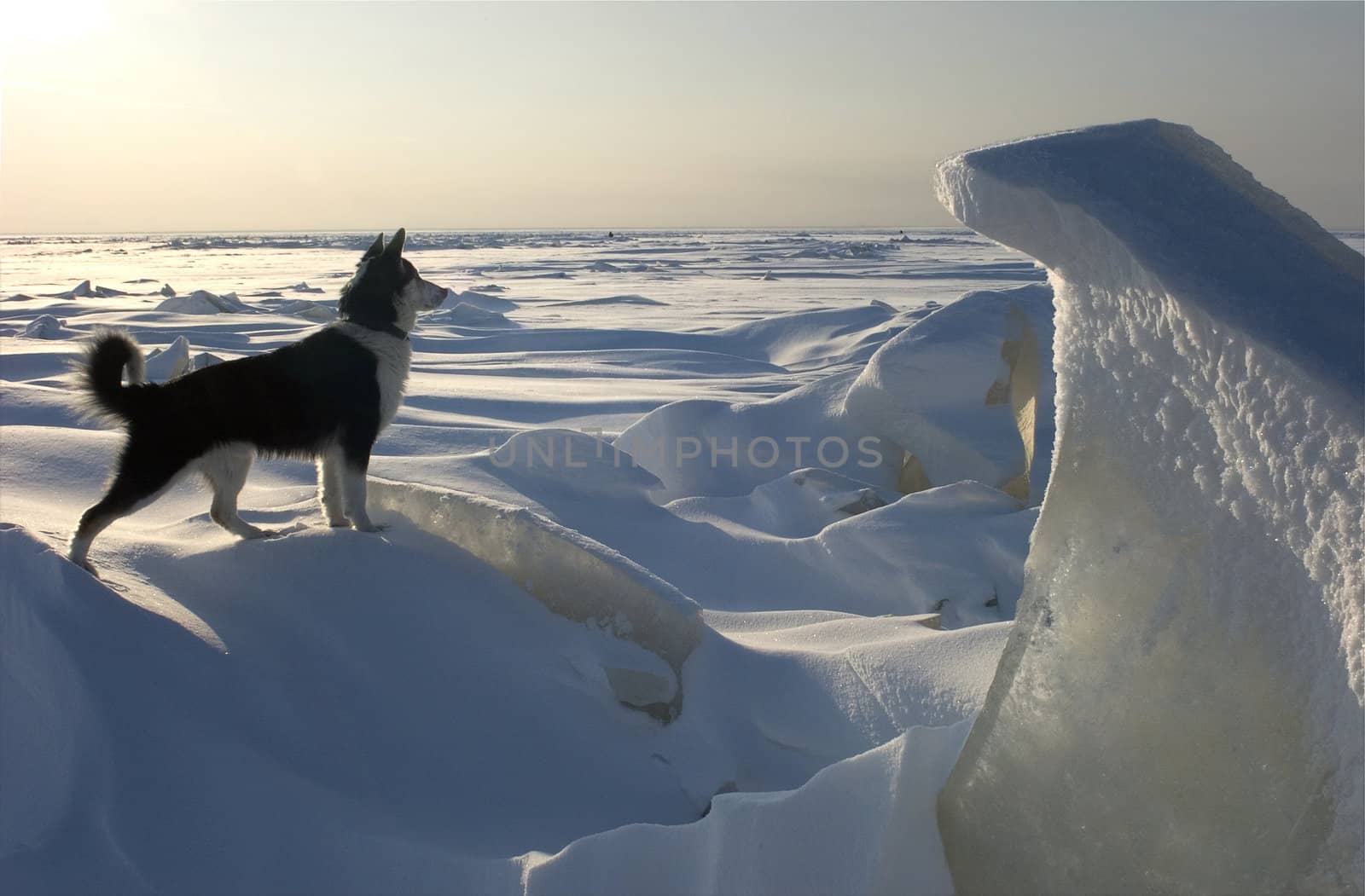 On the guard./Dog and an ice floe protect open spaces of an ice kingdom. Russia. Ladoga lake.
