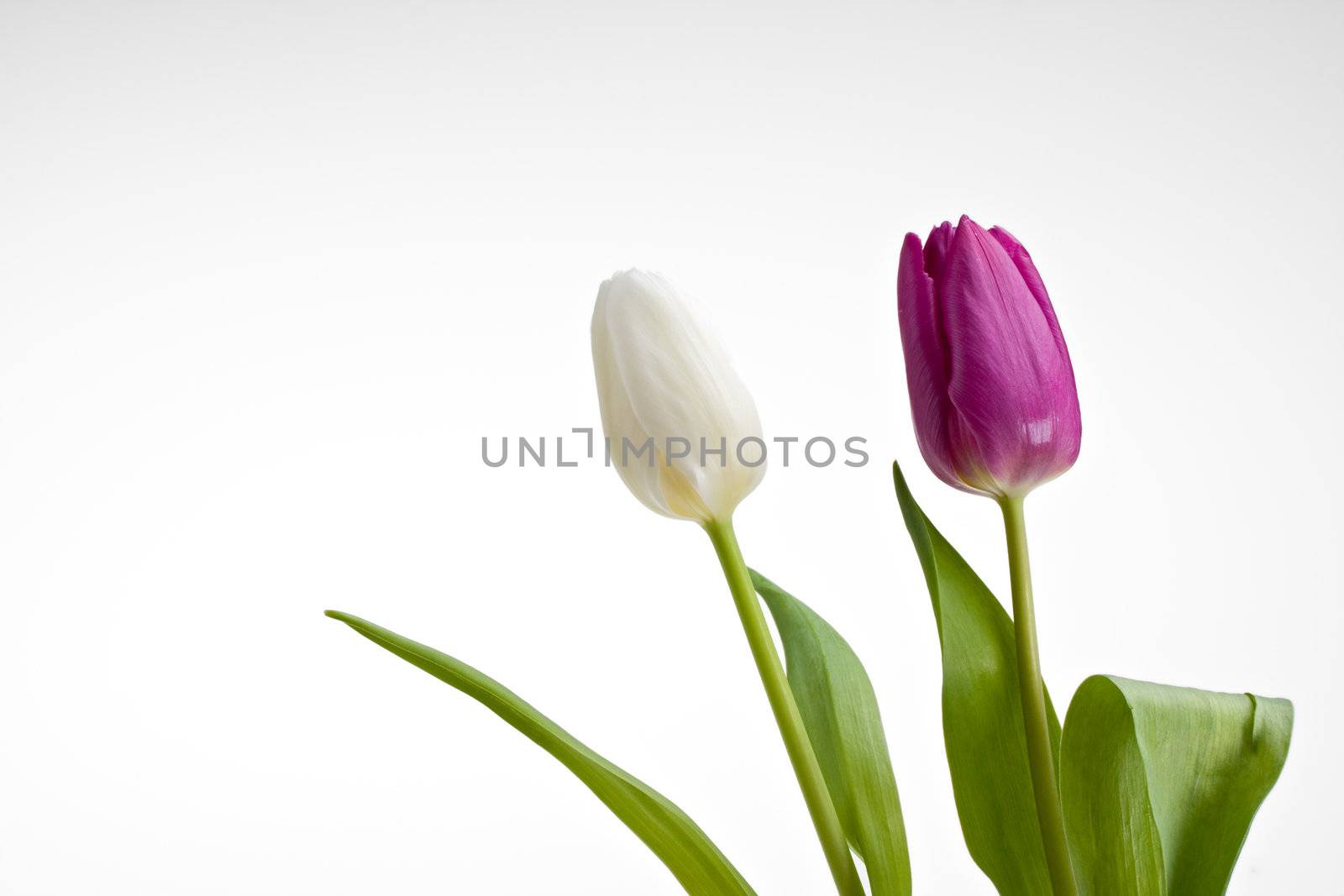 white and purple tulips isolated by bernjuer