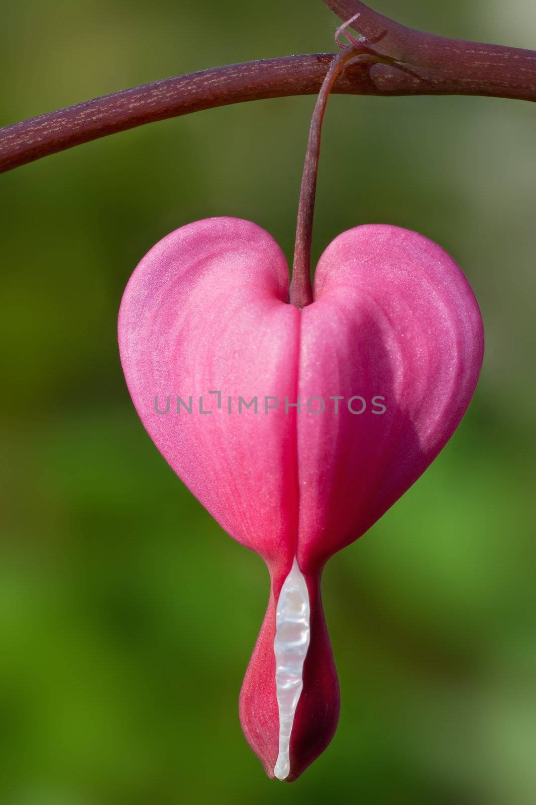 Heart shaped flower hanging from branch.