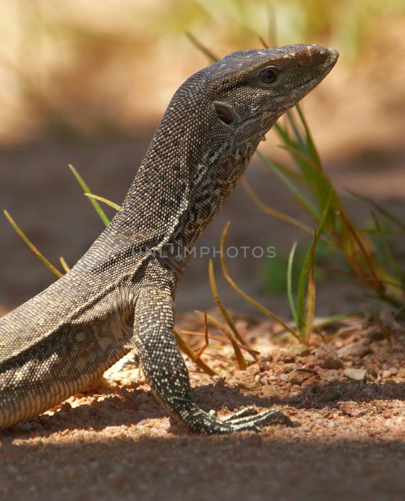 Wild young water monitor (Varanus salvator)