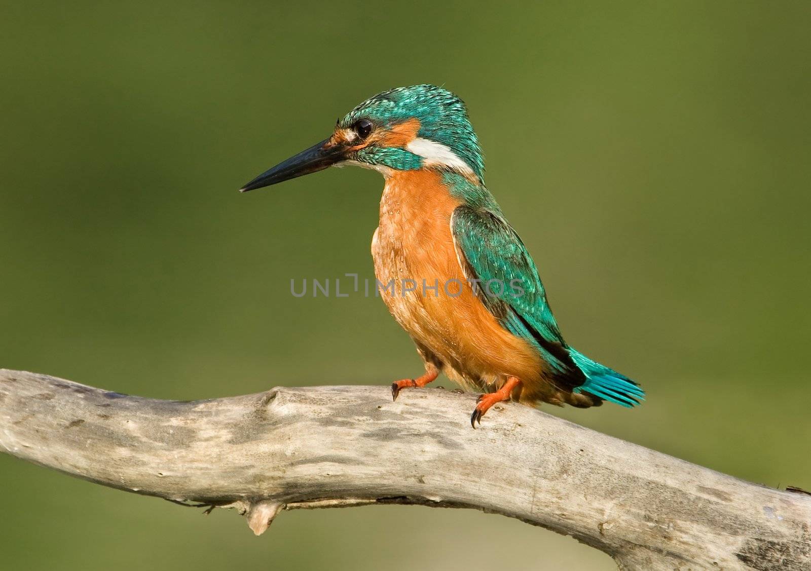 Kingfisher (Alcedo atthis)  sitting on branch.