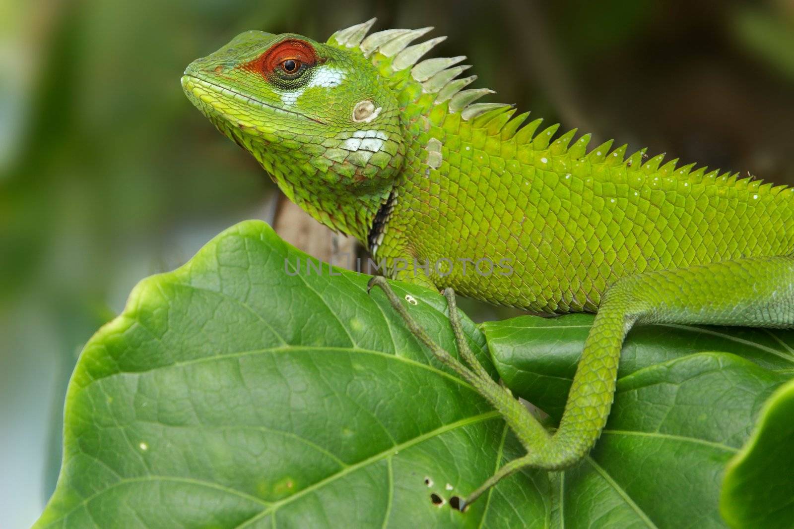 Male green garden lizard (Calotes calotes) resting on bush, Srilanka.