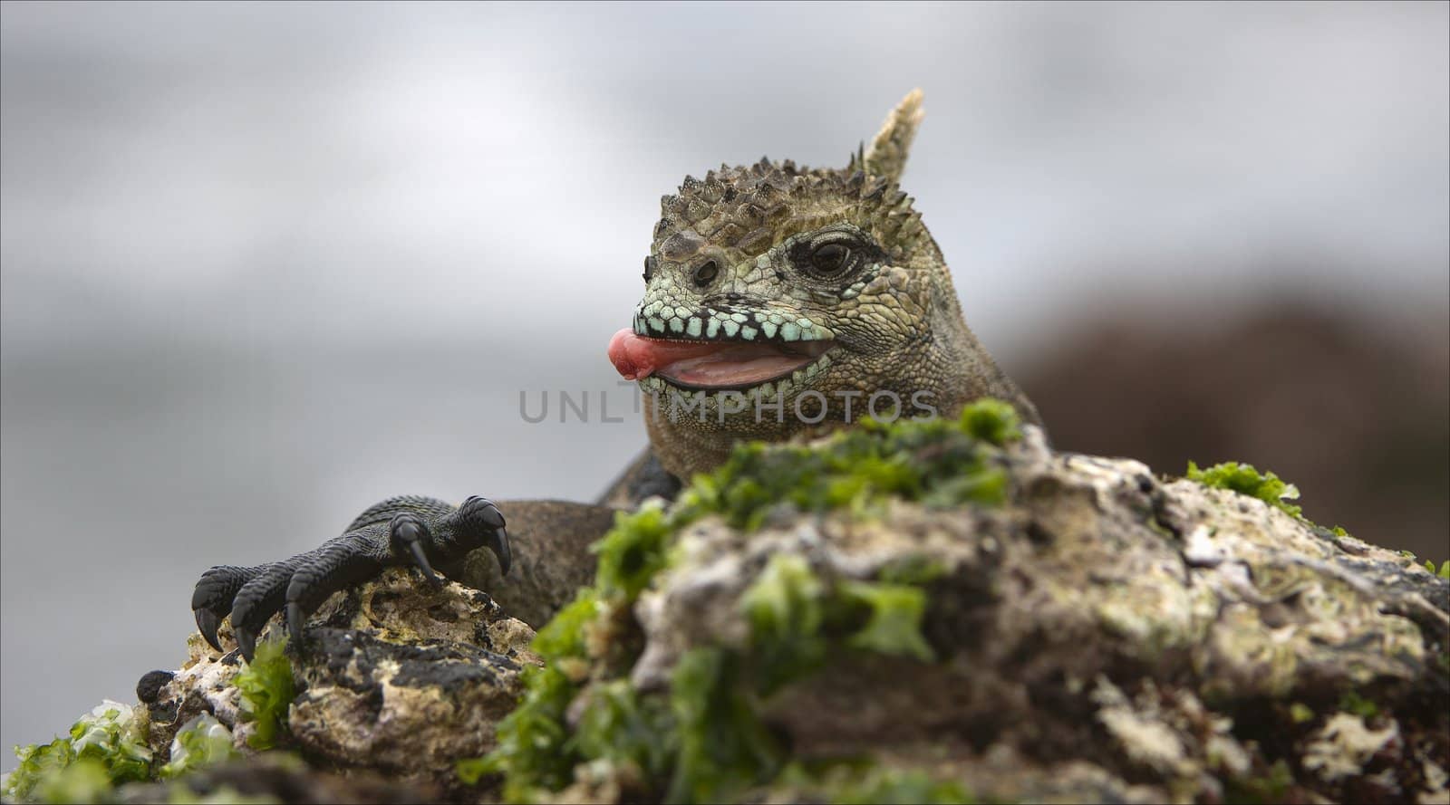 The sea iguana has got out on coastal boulders in search of food.The Marine Iguana (Amblyrhynchus cristatus) is an iguana found only on the Galapagos Islands 