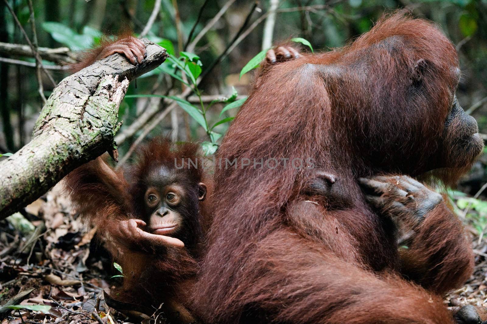 The sad kid with mum. Indonesia. Borneo.Pongo pygmaeus wurmbii - southwest populations. 