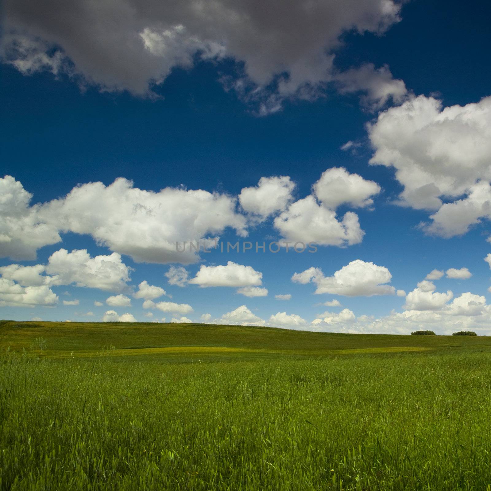 Green meadow by Iko
