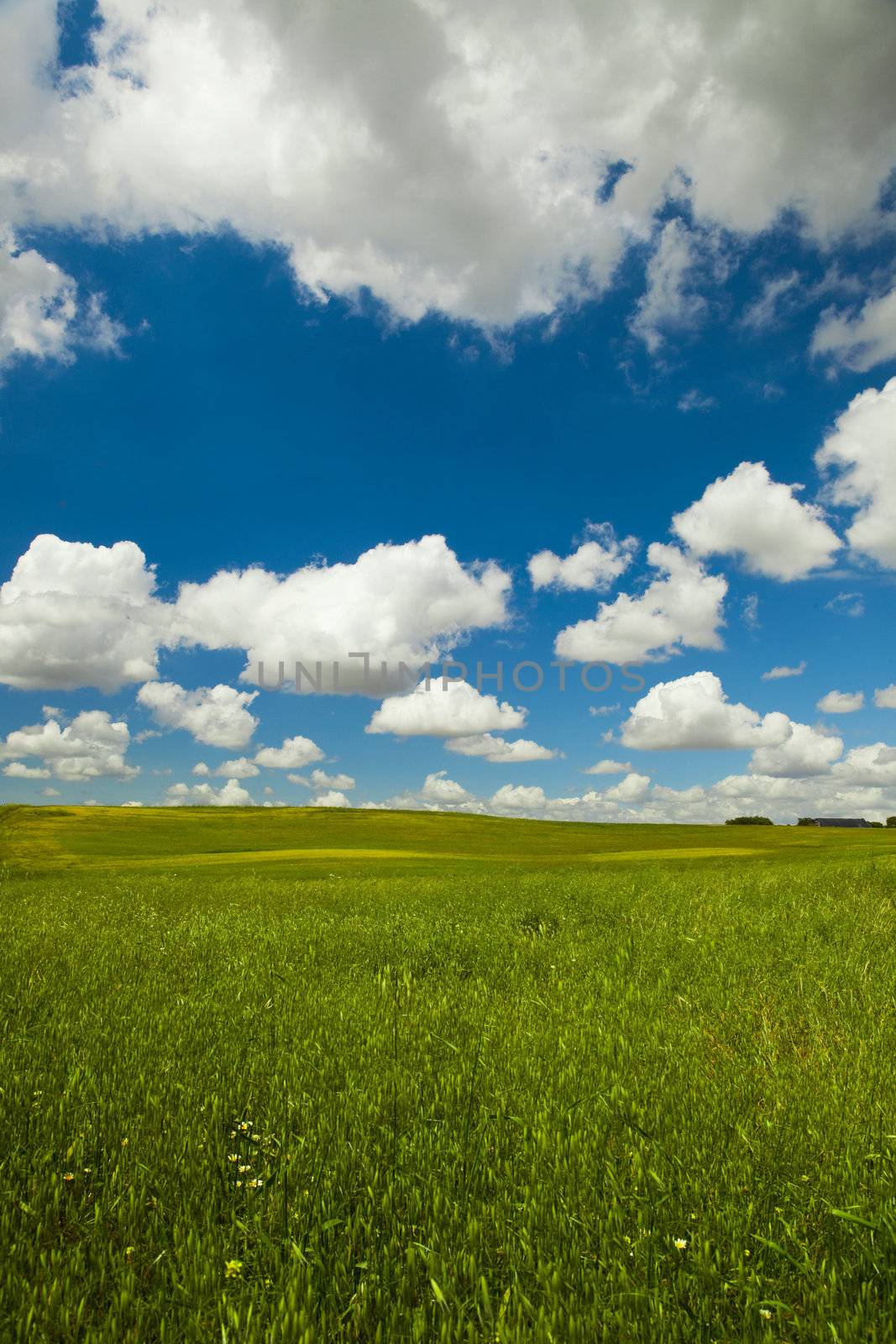 Beautiful green meadow with a great cloudy sky