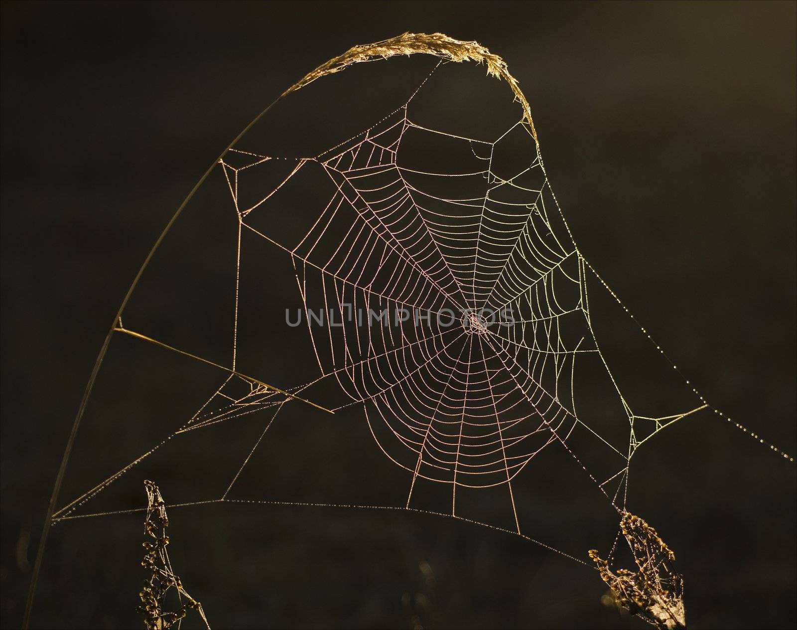 Early in the morning dewdrops on a web were lit by iridescent light.