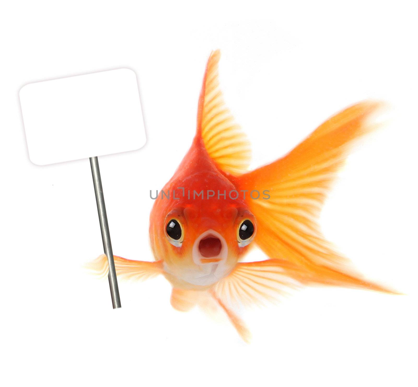 Shocked Goldfish Isolated on White Background by tobkatrina