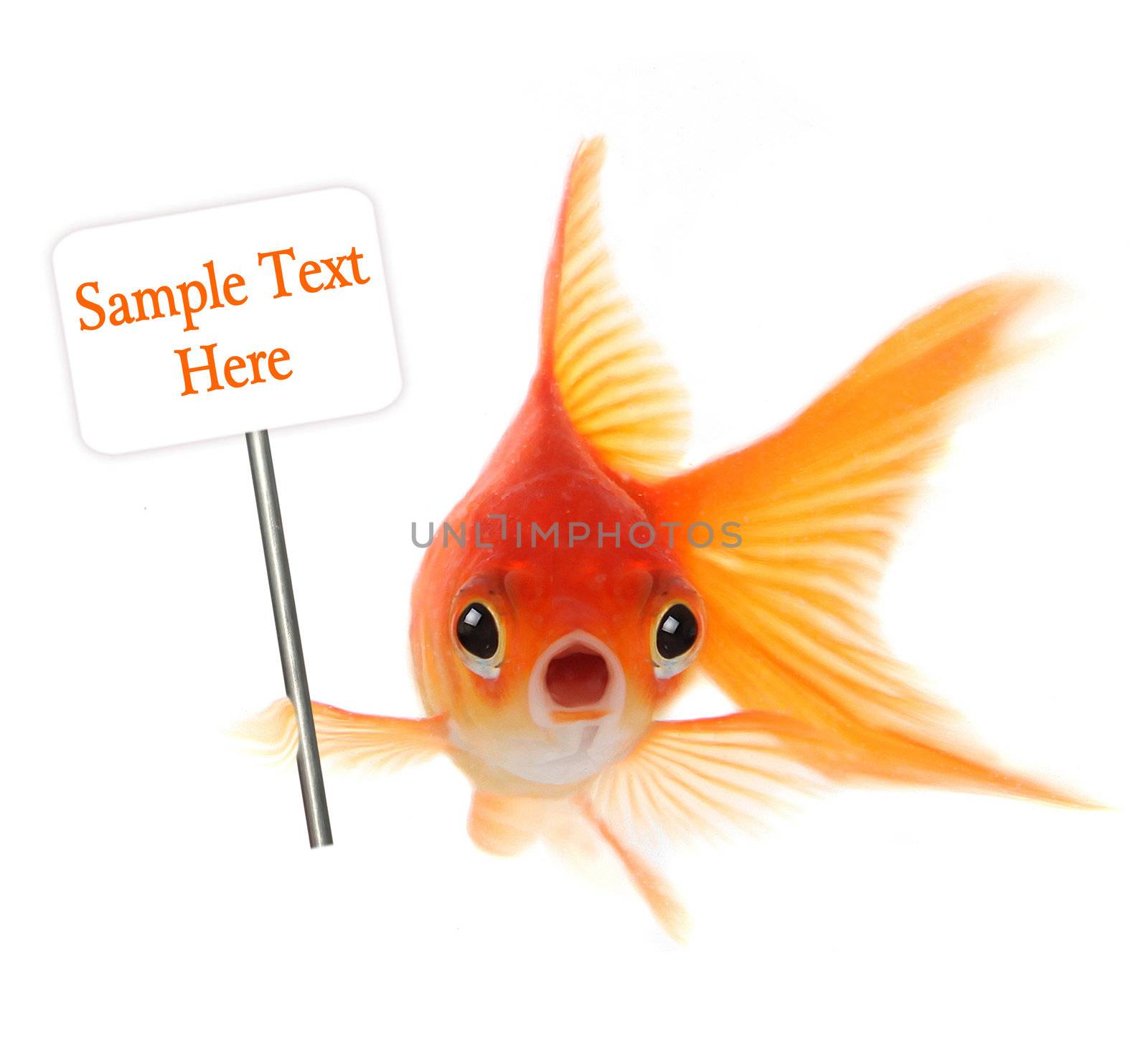 Goldfish With Shocked Look on His Face. Illustrates Concept of Surprise, Trouble or Worry