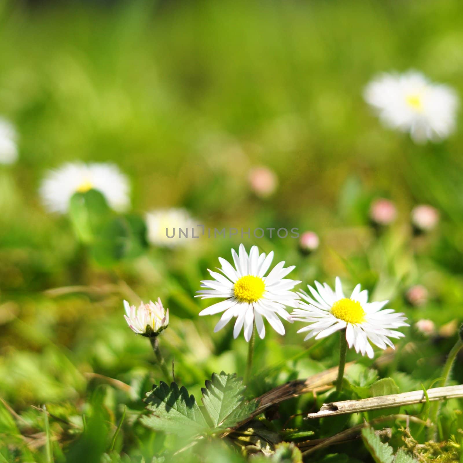 daisy flower in summer in green grass with copyspace