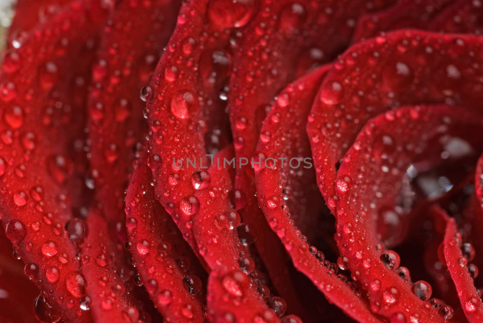 Closeup of red rose dewdrop, focus on the leaves