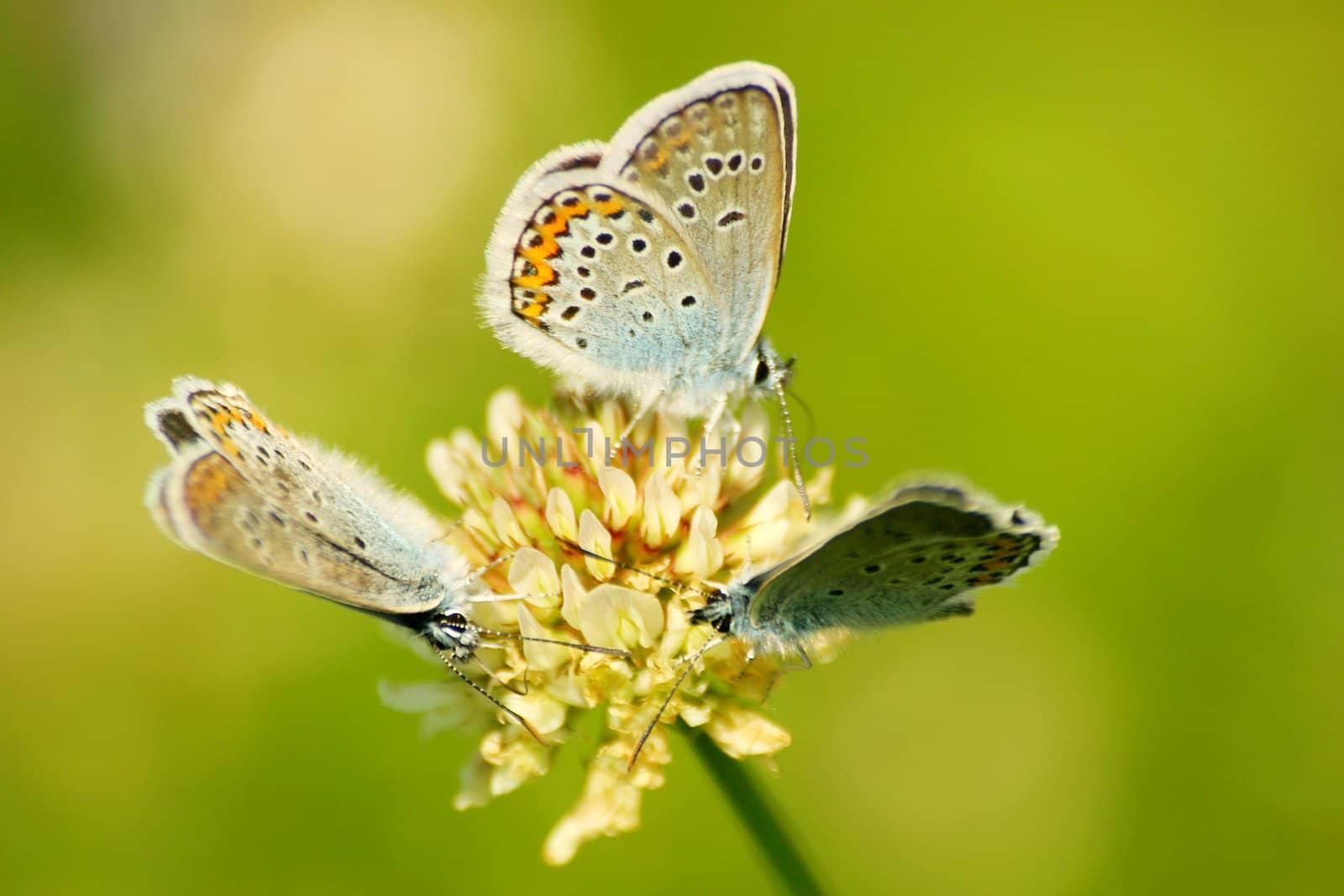 Meeting of butterfly on a clover flower