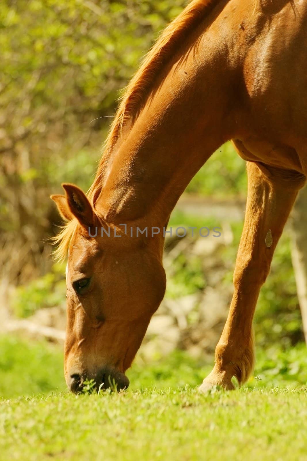 Horse peacefully eating on a sunny day