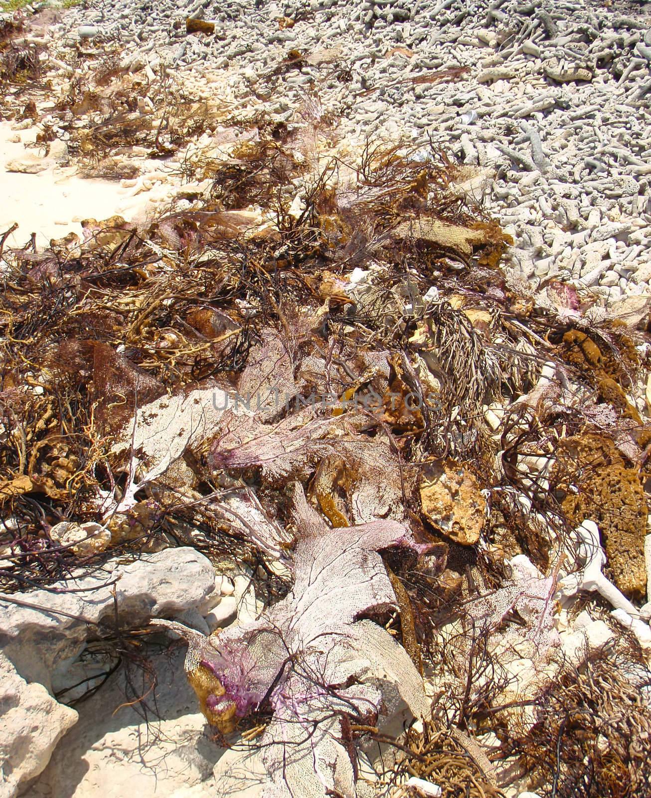 coral rubbish by karinclaus