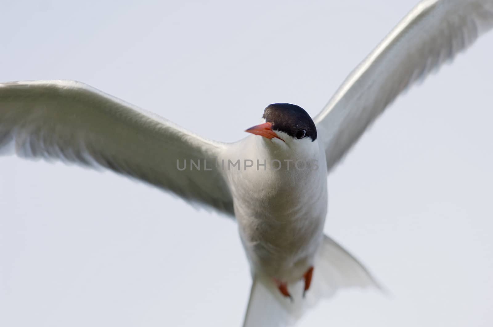 The Common Tern (Sterna hirundo) is a seabird of the tern family Sternidae.