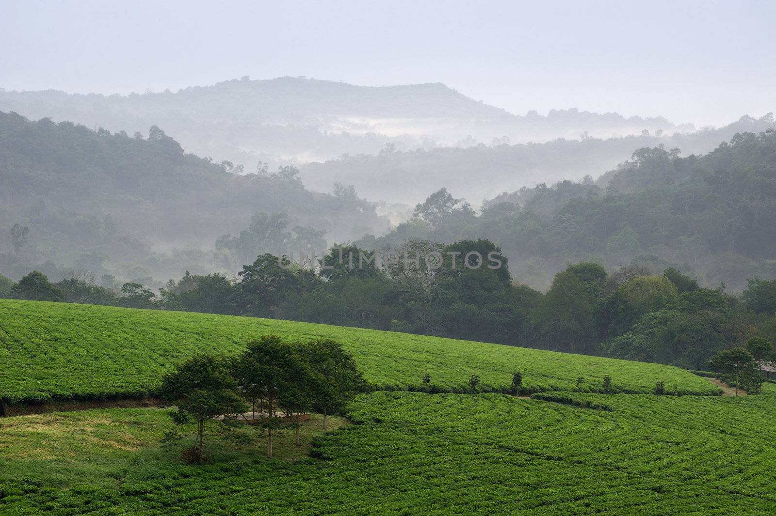 Tea plantations. Bwindi. Uganda. Africa.