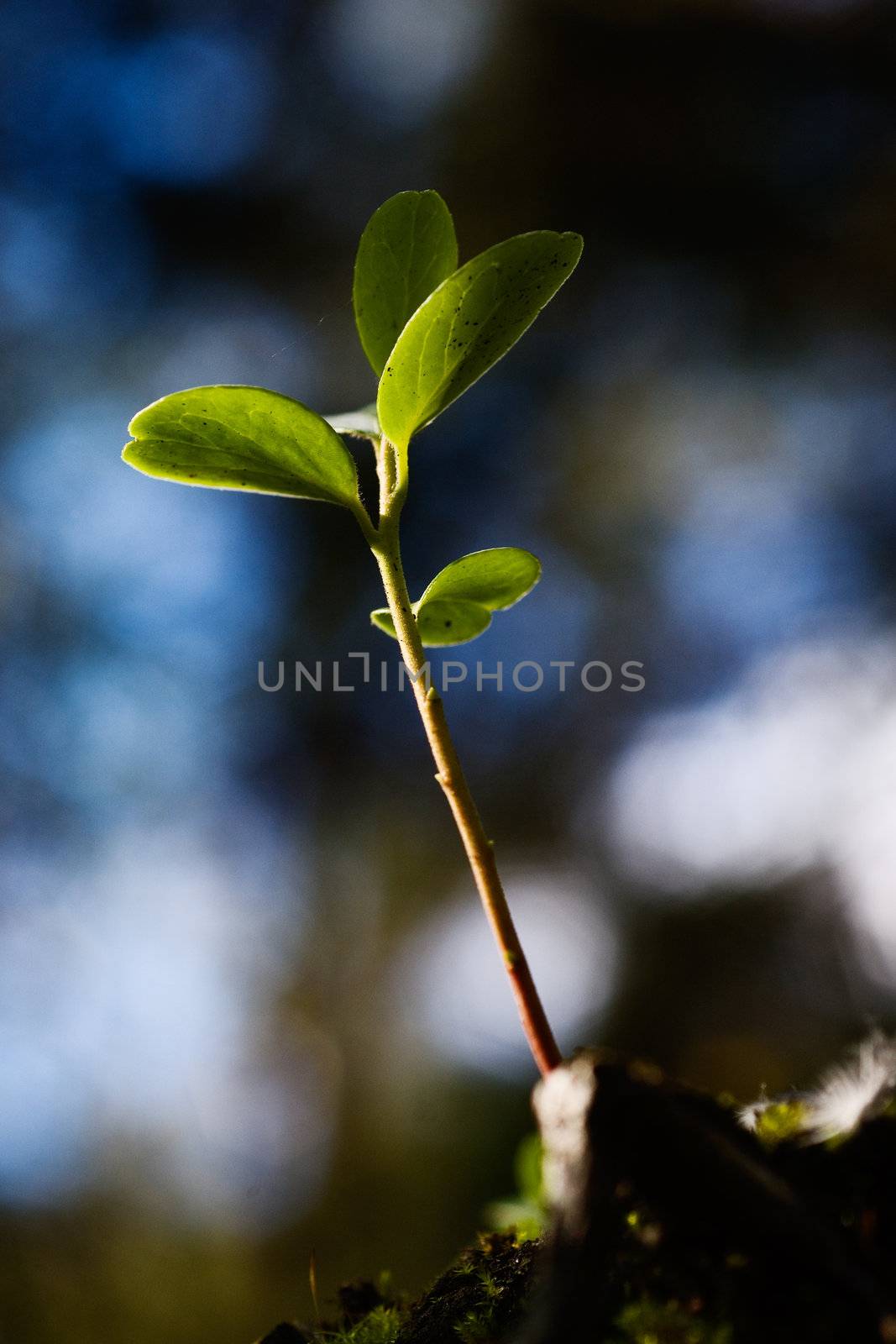 Small stalk. by SURZ