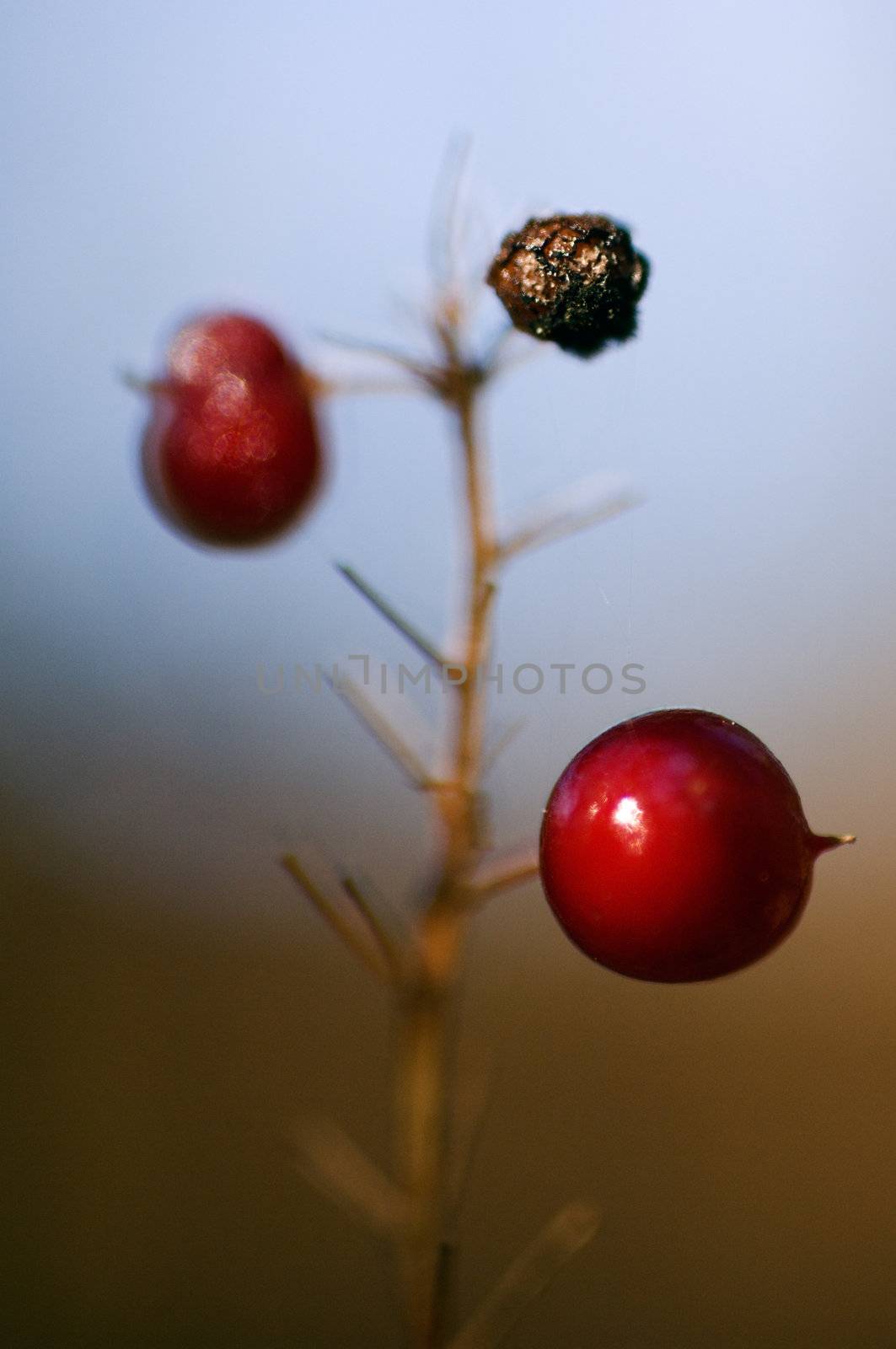 Maianthemum bifolium by SURZ