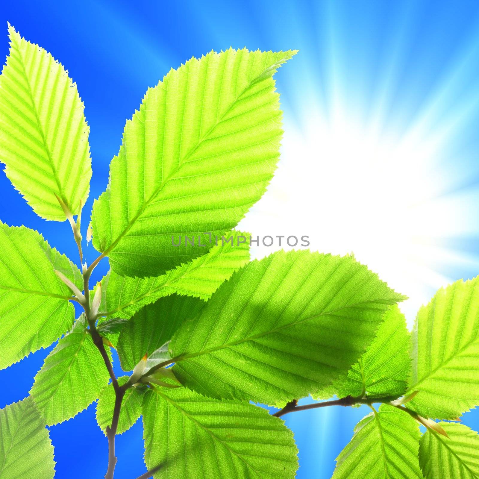 green summer leaves and copyspace showing nature concept