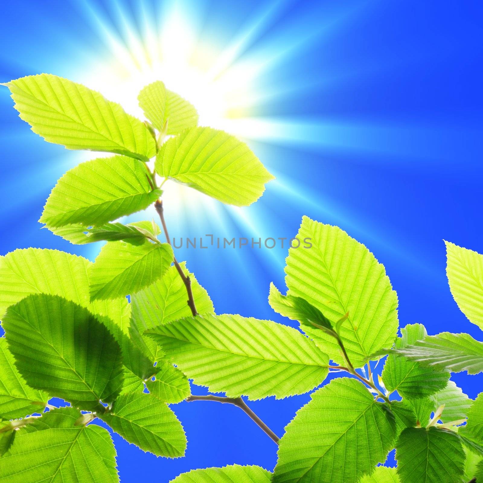 summer or nature concept with green leaf and sky