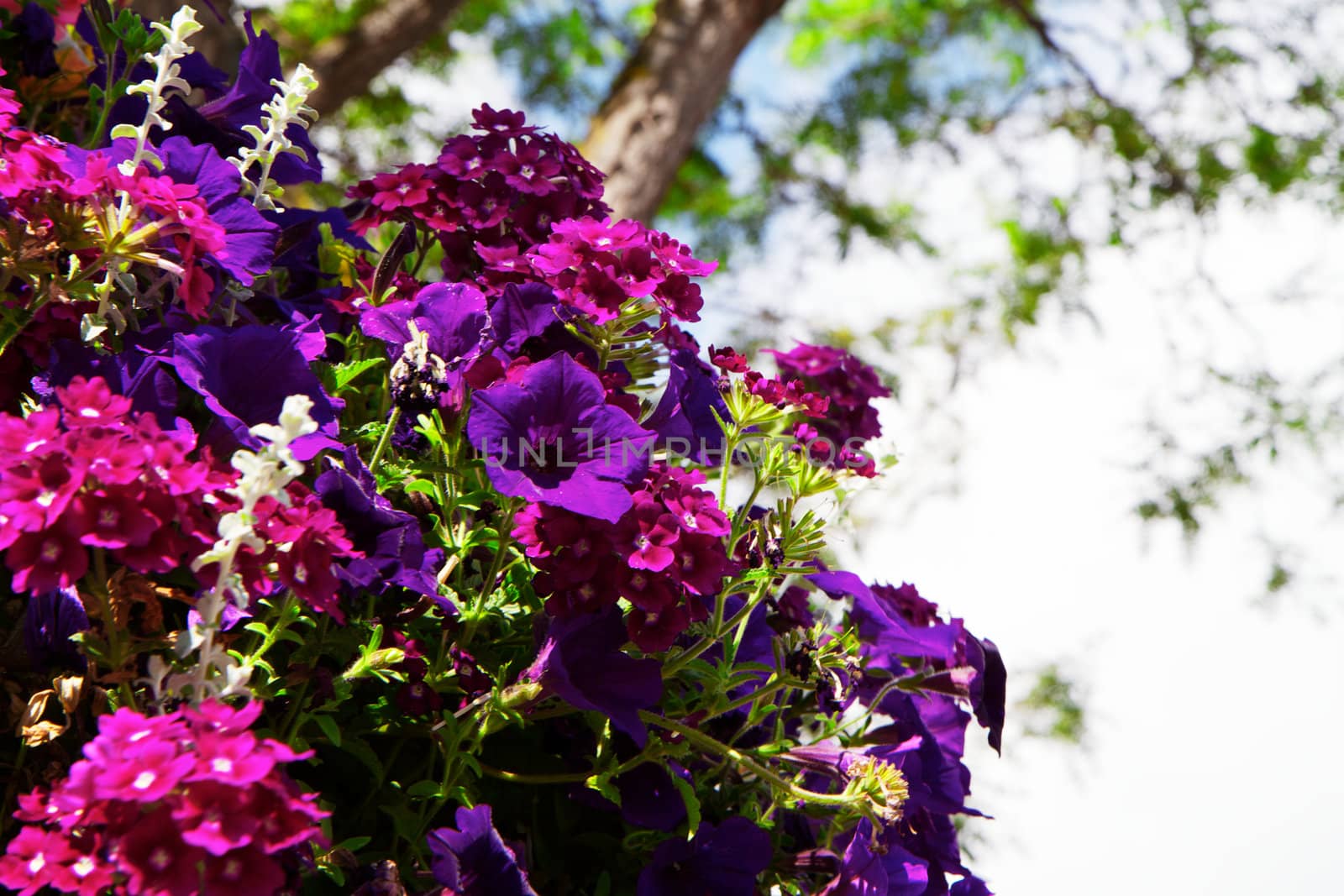 Dark Purple Petunias with other violet flowers against soft focus tree