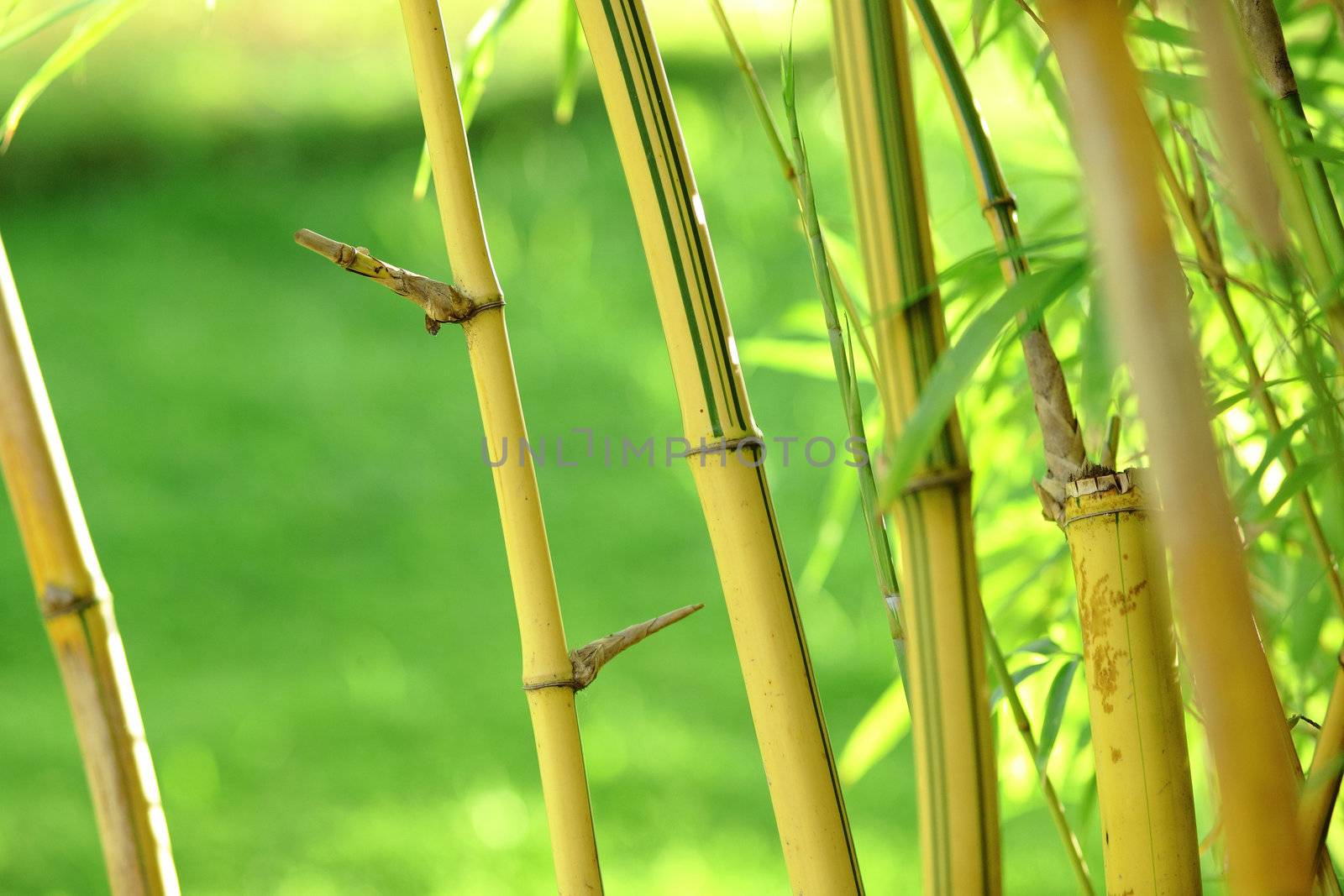 bamboo background