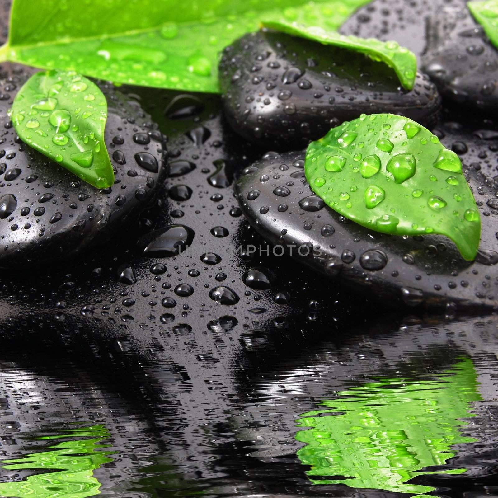 spa or zen still life with water drops reflection and grean leaves