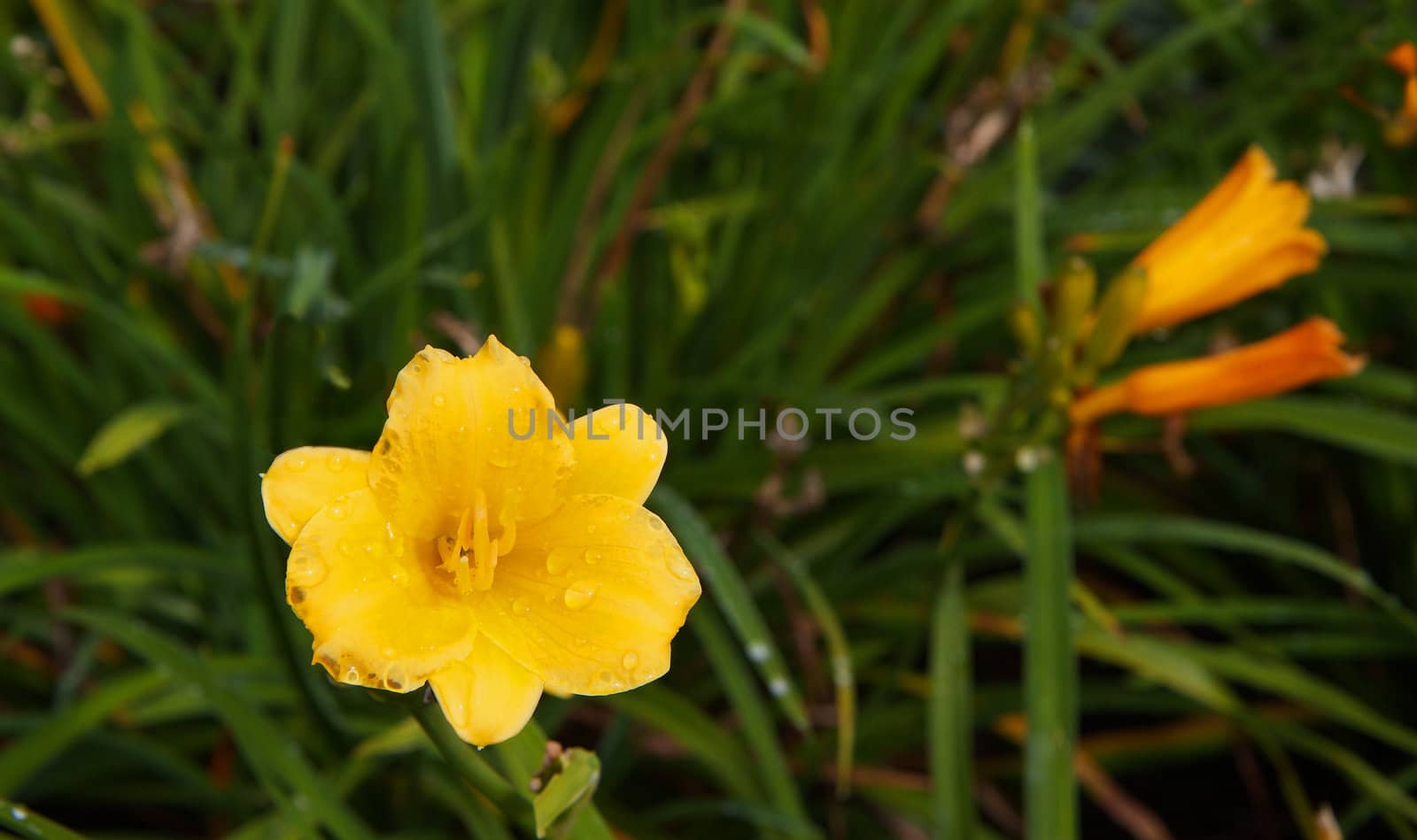 Yellow Day Lilly with background of soft focus green leaves and orange flowers