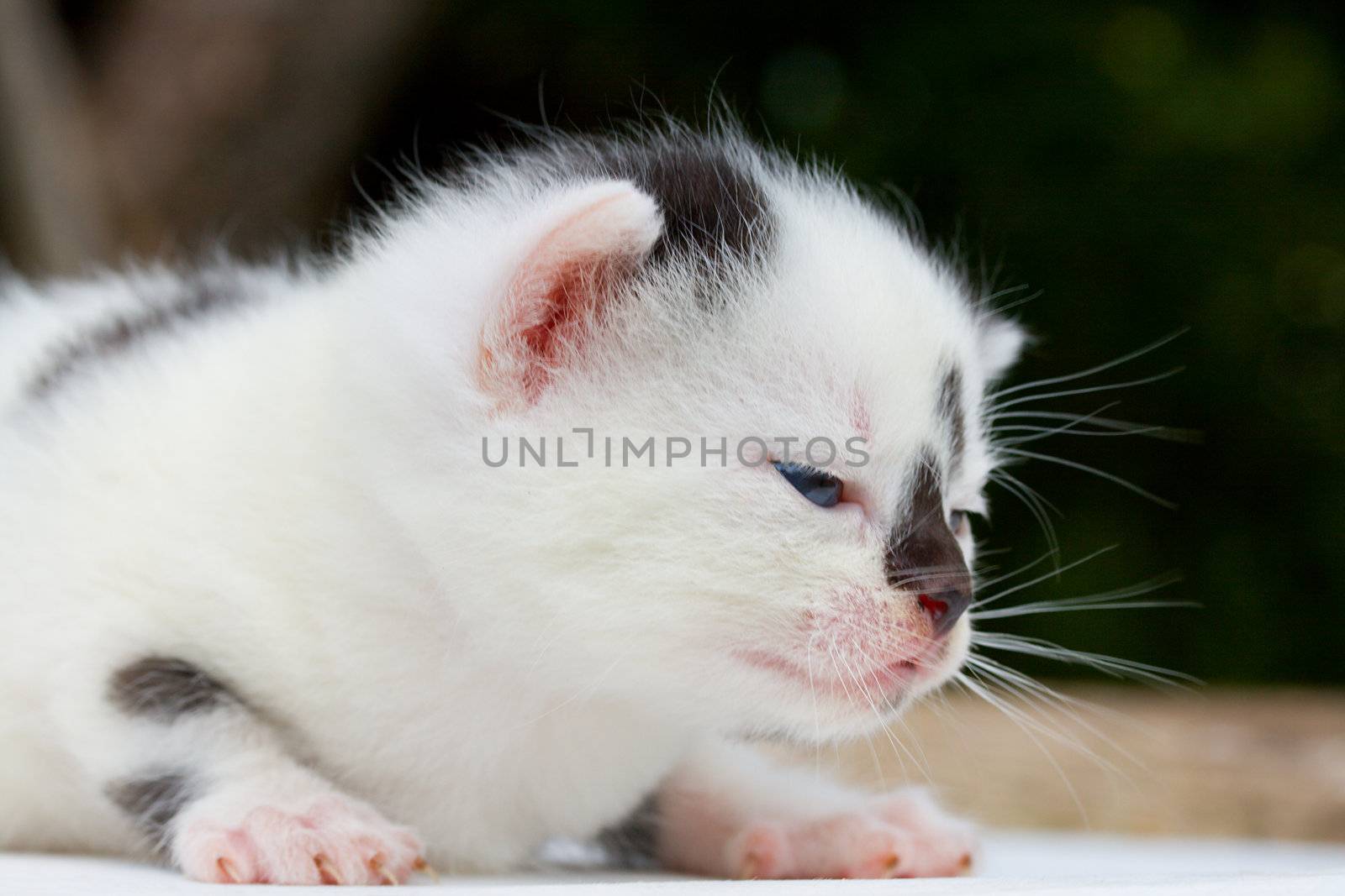 newborn black and white small kitten