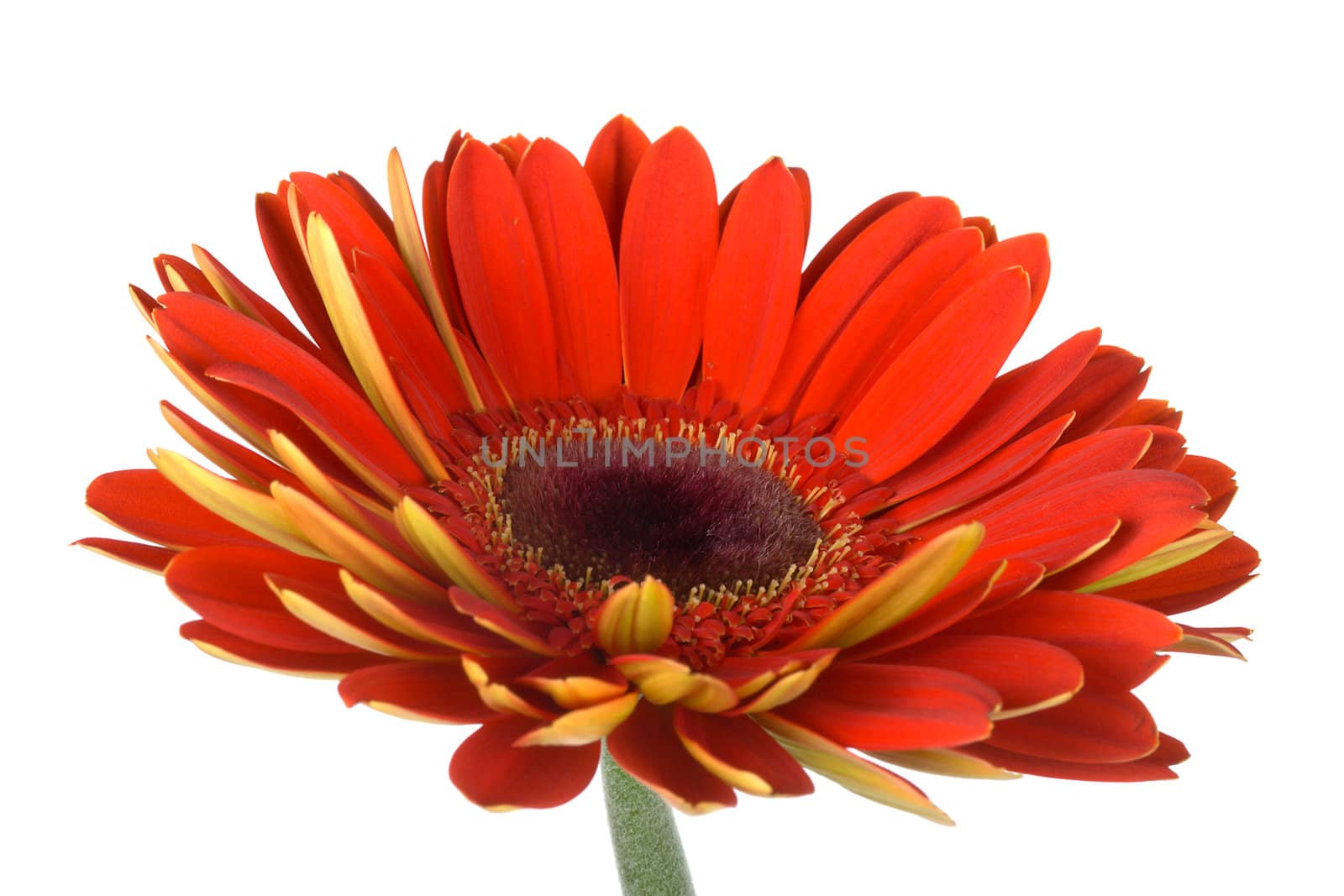 red gerbera side view by Alekcey