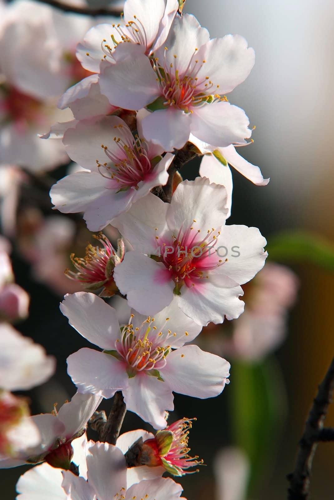 spring romance, almonds bloom background
