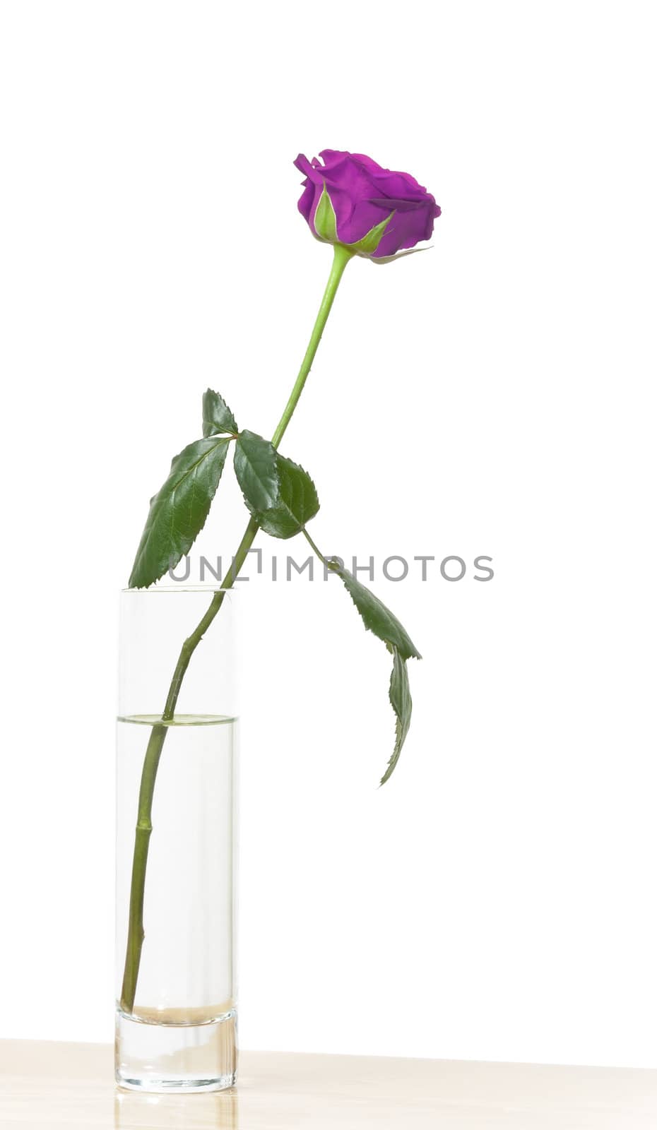 purple rose by magann