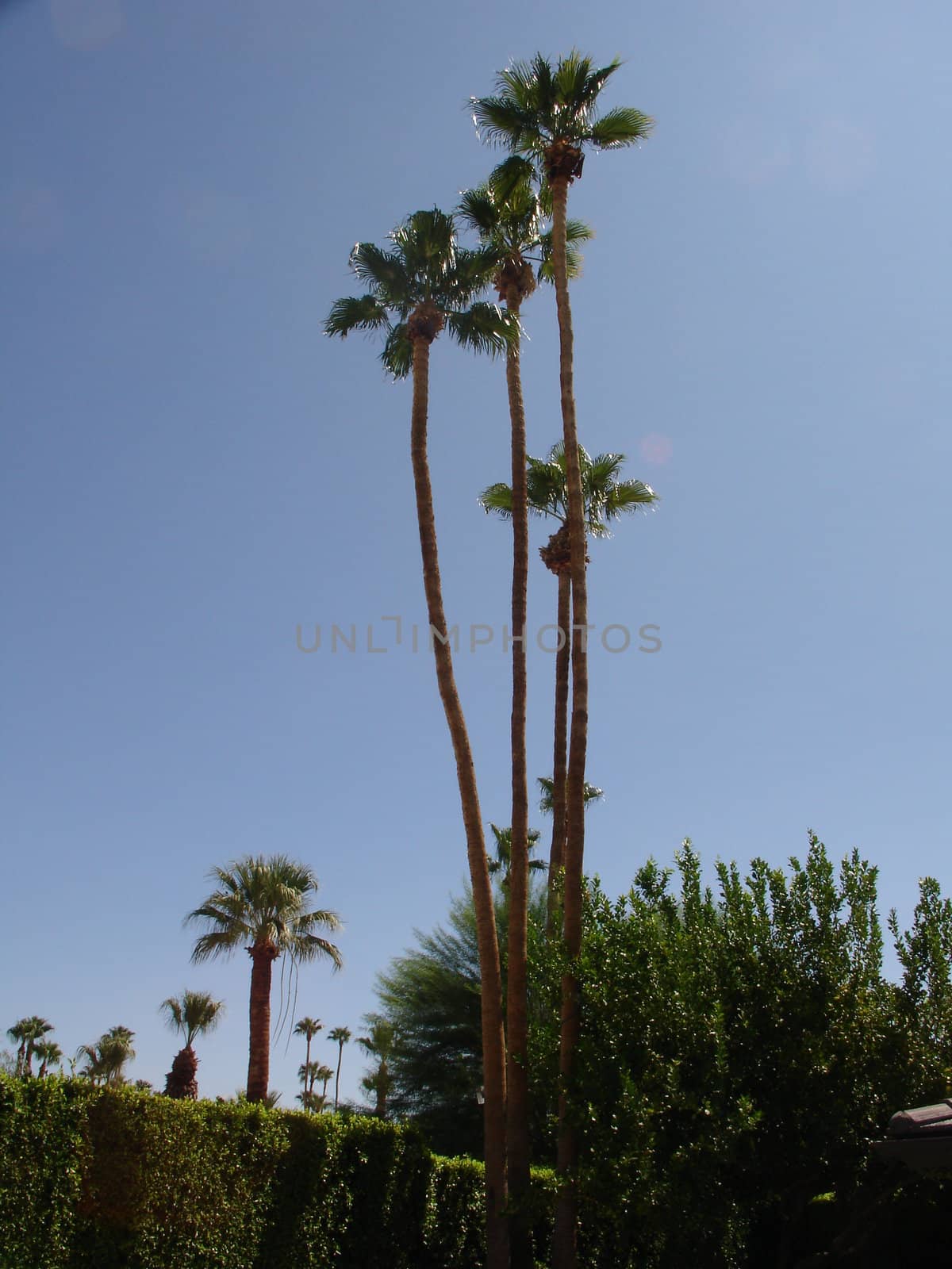 Palm trees, August 2010