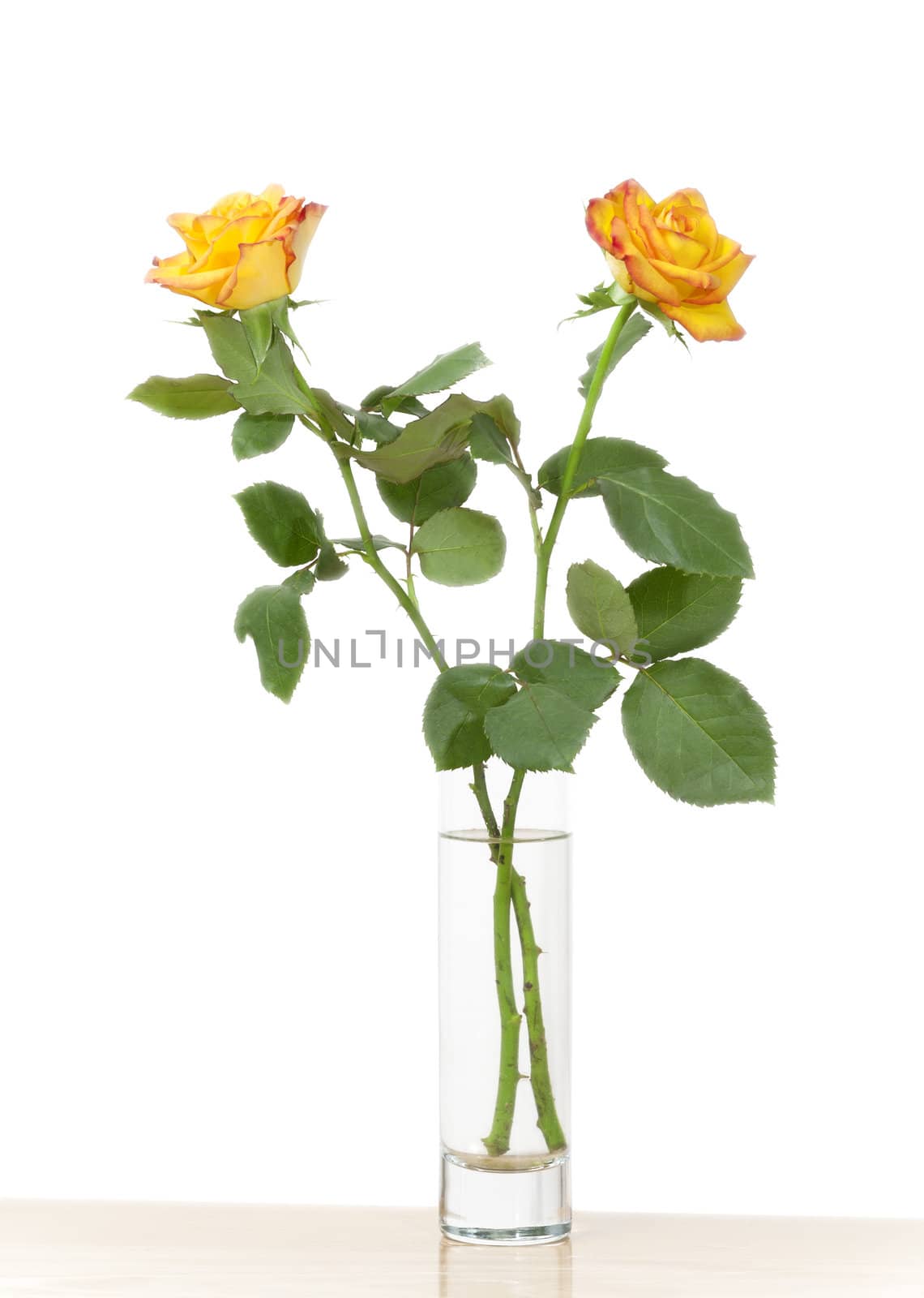 An image of two nice yellow roses