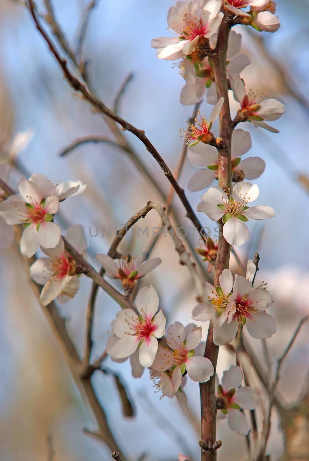 nature romance - spring bloom
