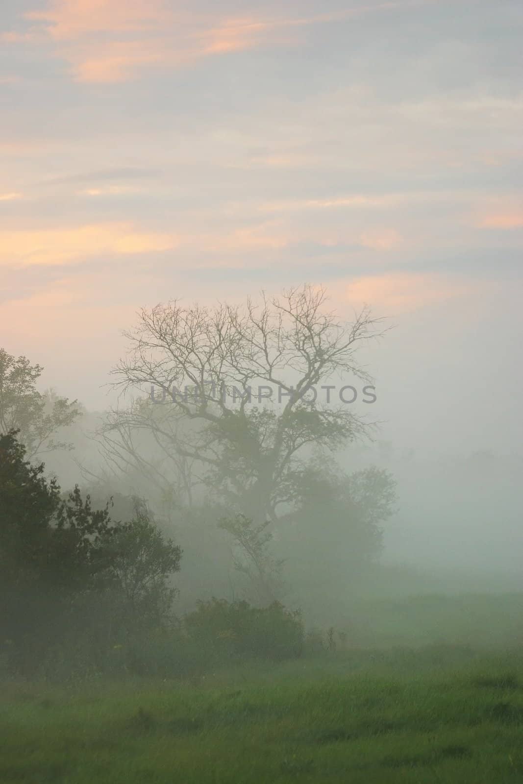 Morning fog by Digoarpi