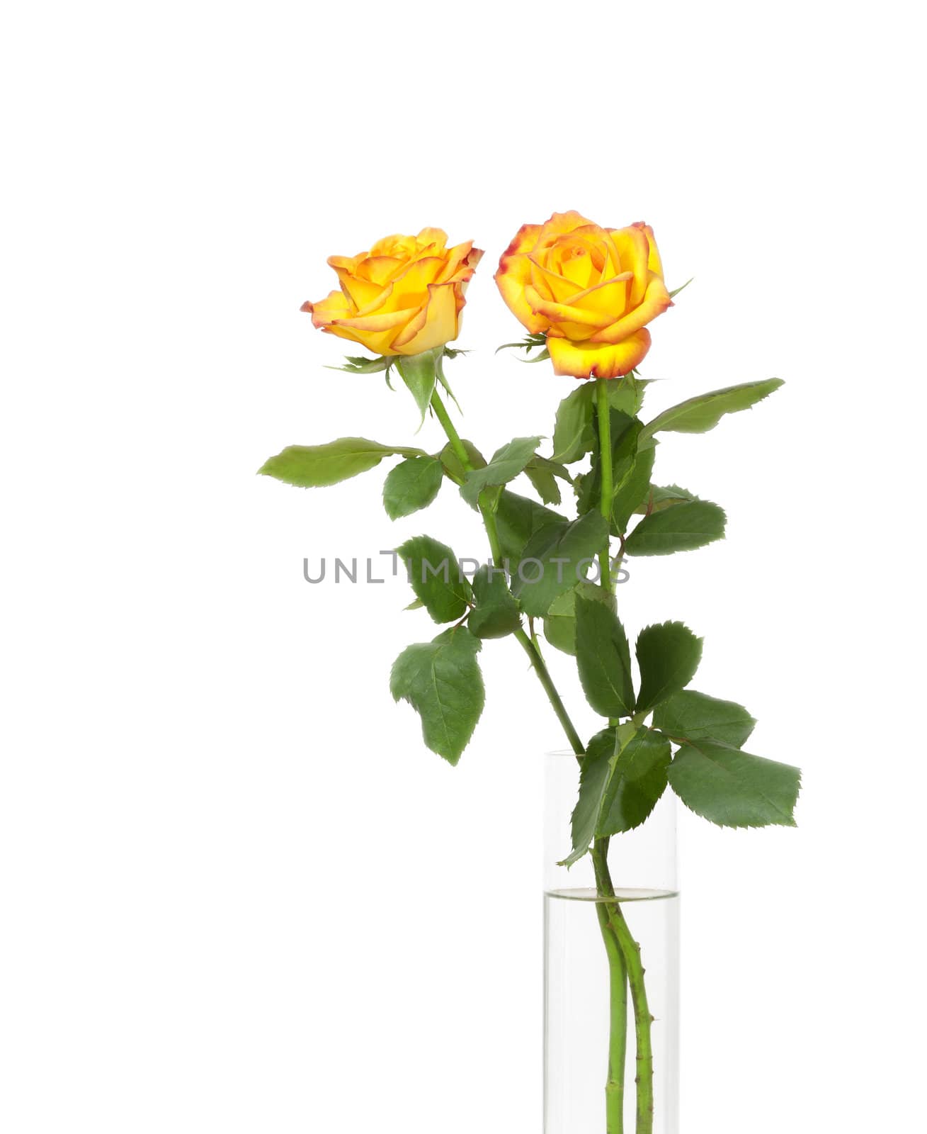 An image of two nice yellow roses