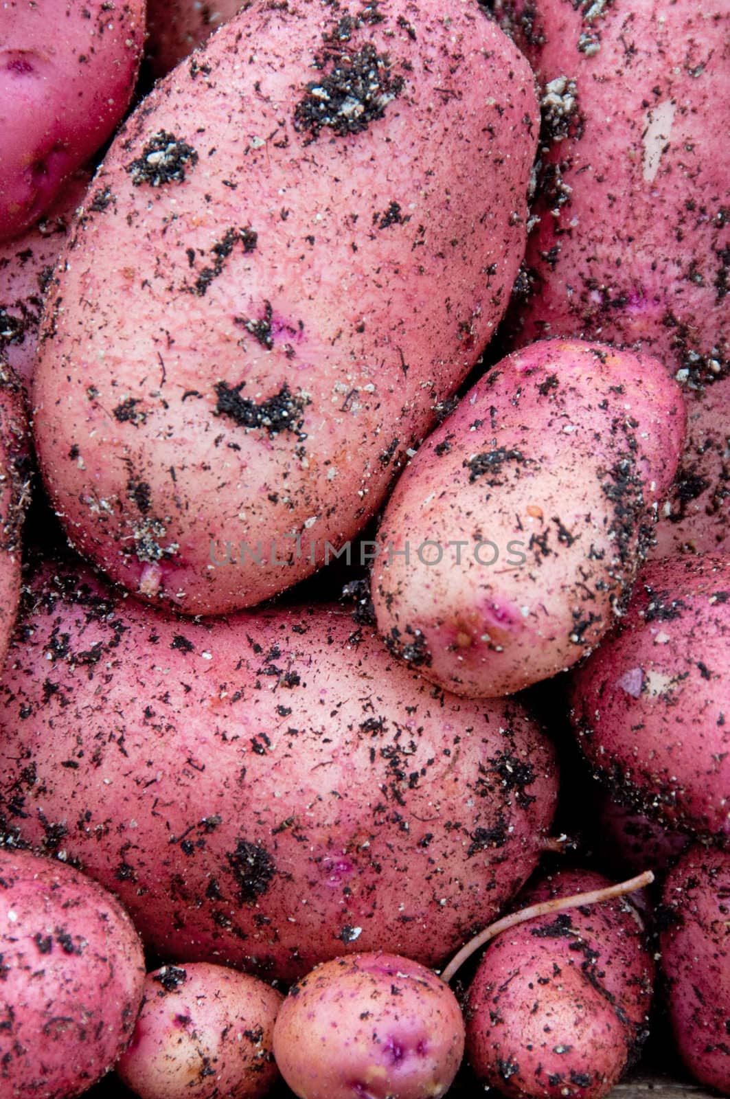 Fresh potatoes with soil. Close-up