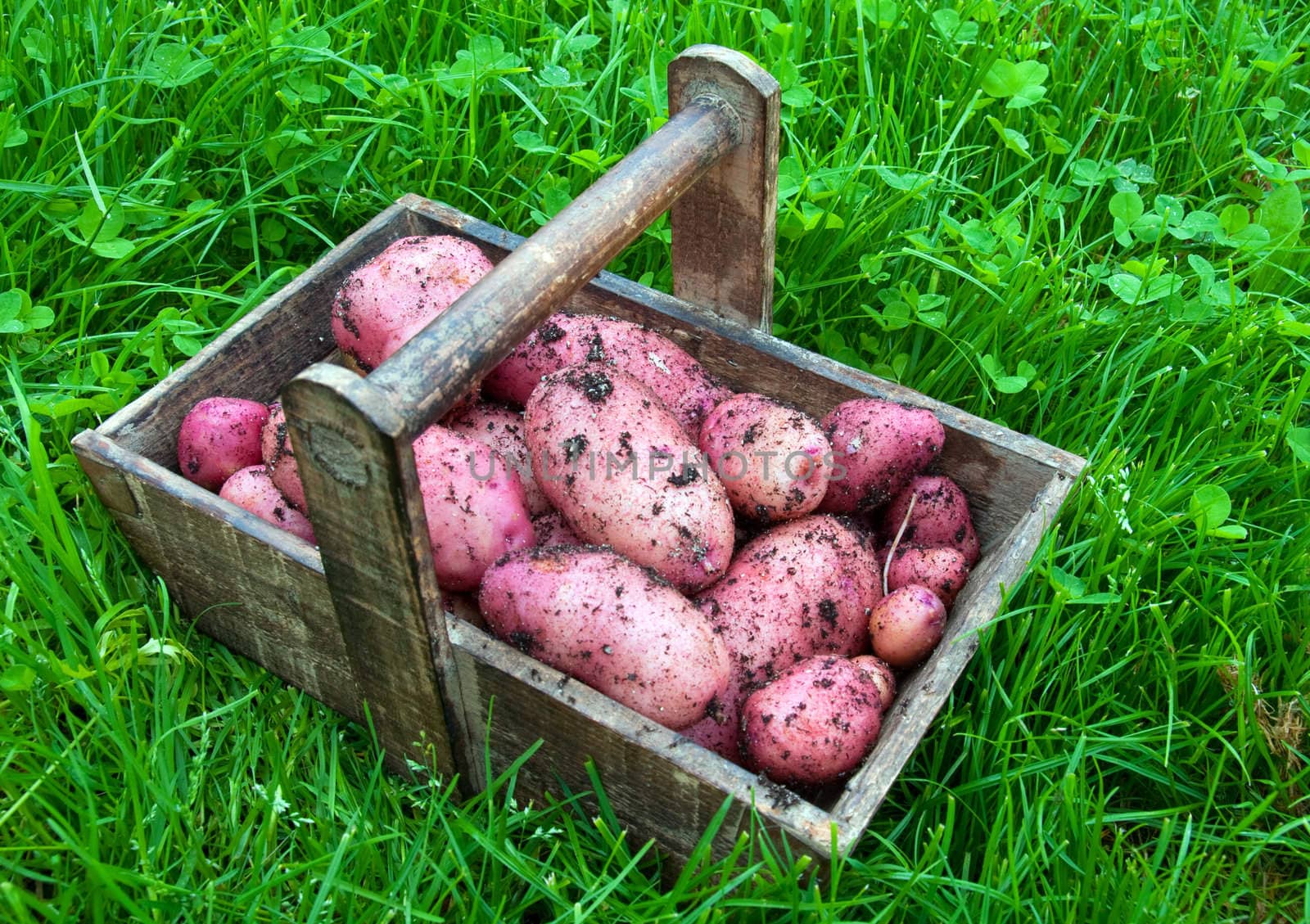 Fresh potatoes with soil on in a wooden tray
