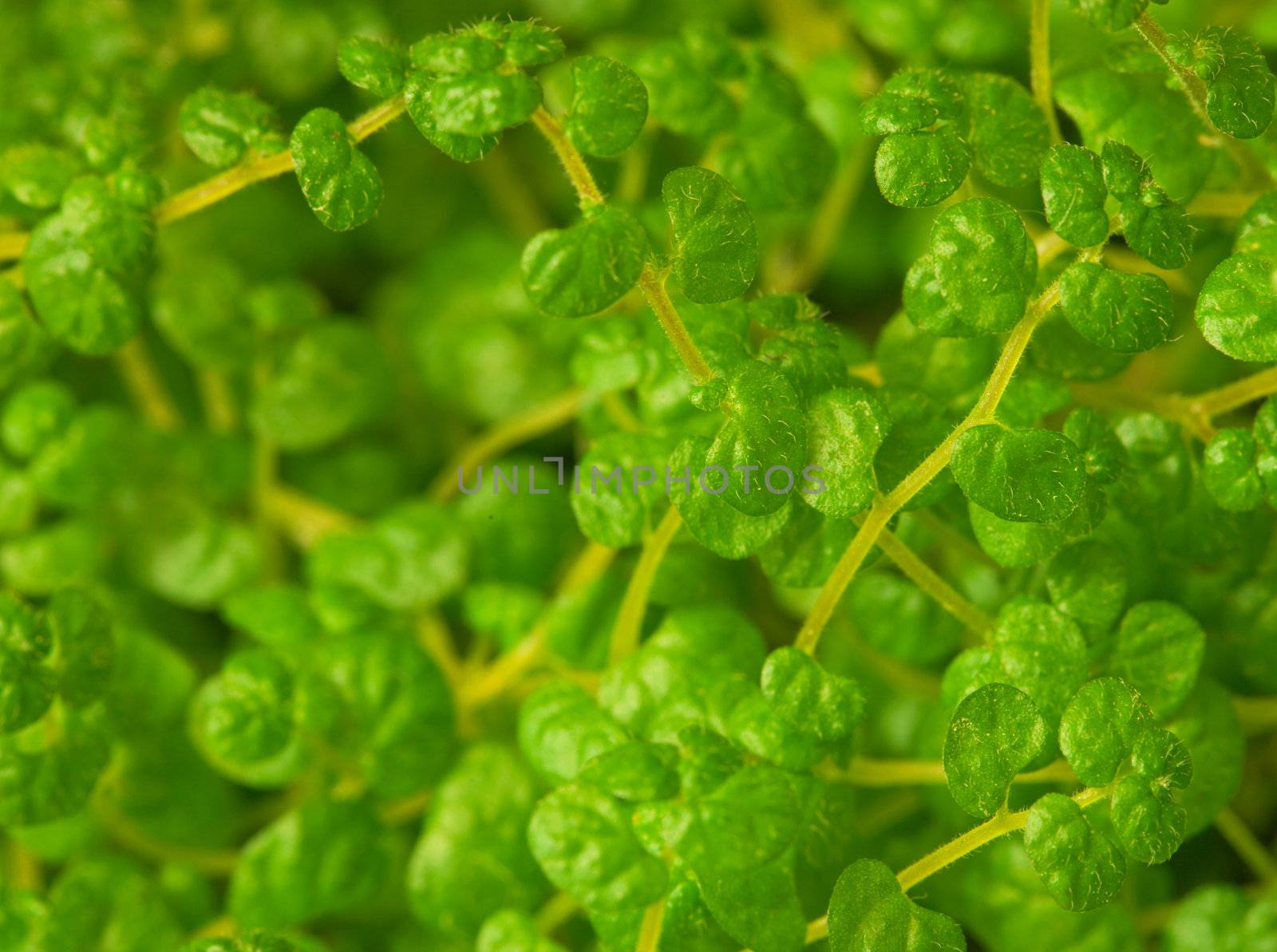 Exotic ornamental plants close up - a background