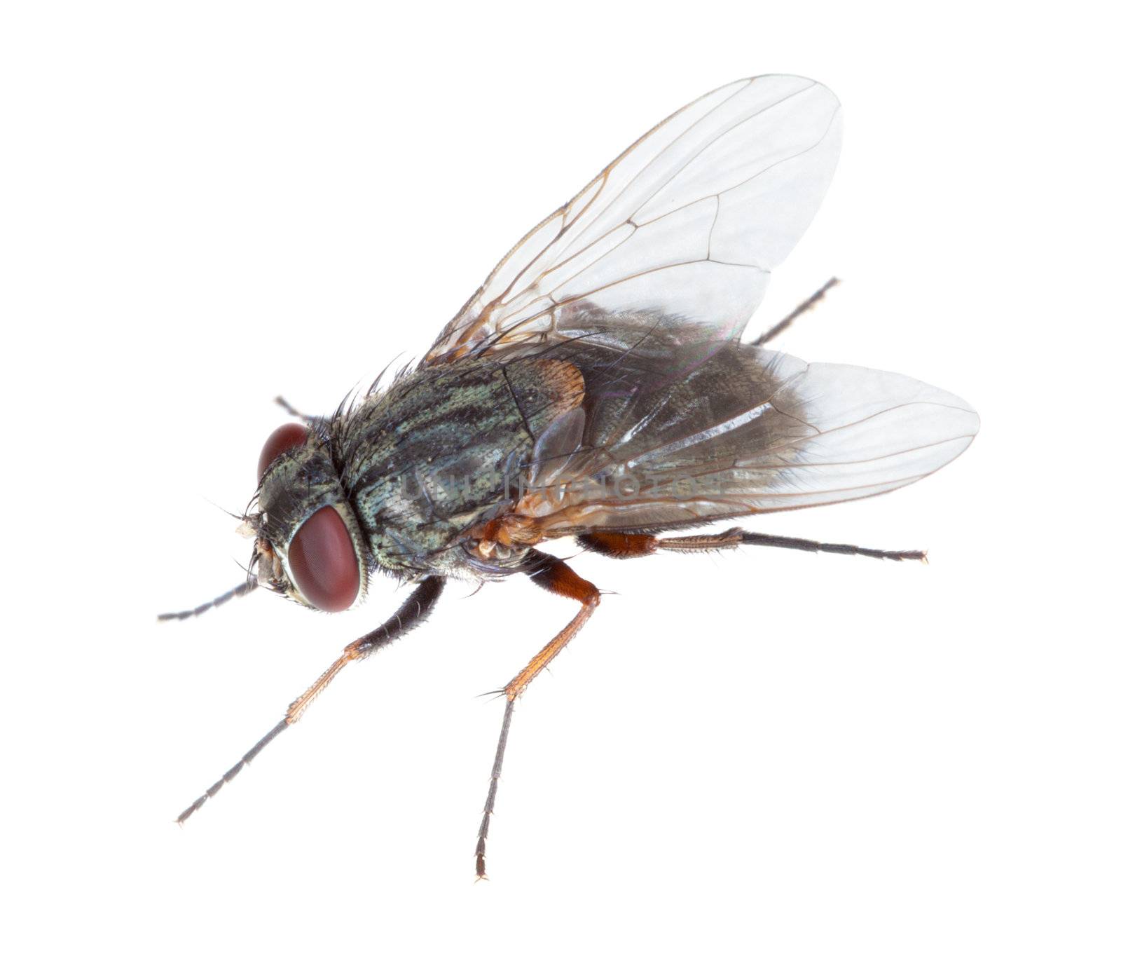 Gray hairy disgusting fly isolated on a white background