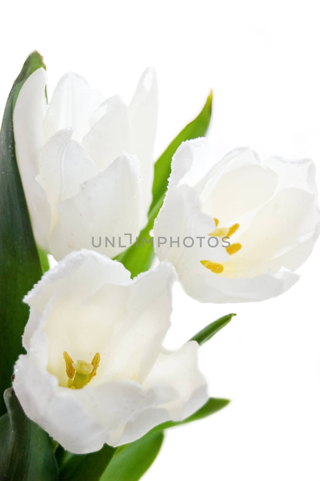 Bouquet of white tulips over white