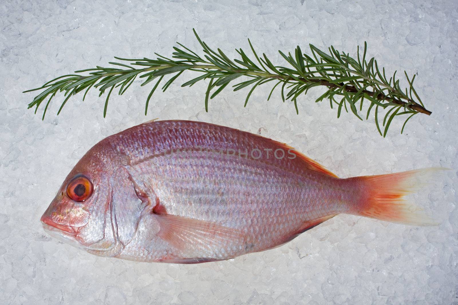 single raw gilthead fish on crushed ice