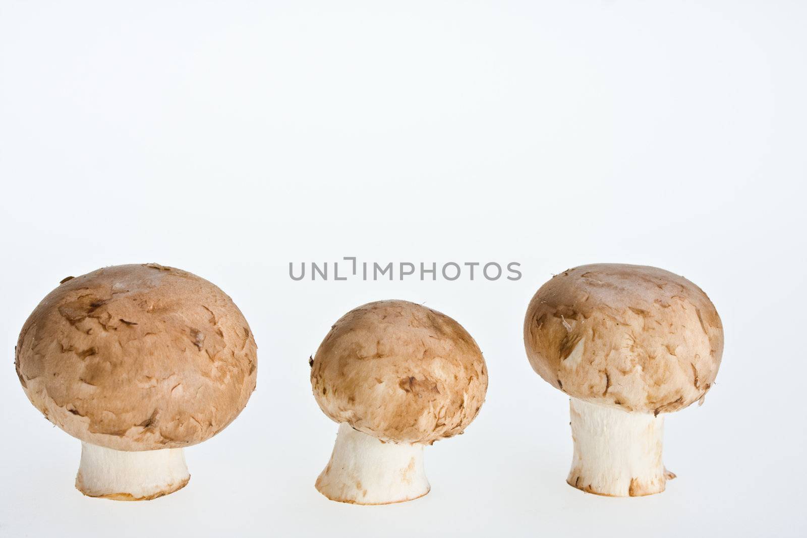 group of mushrooms isolated on white background by bernjuer